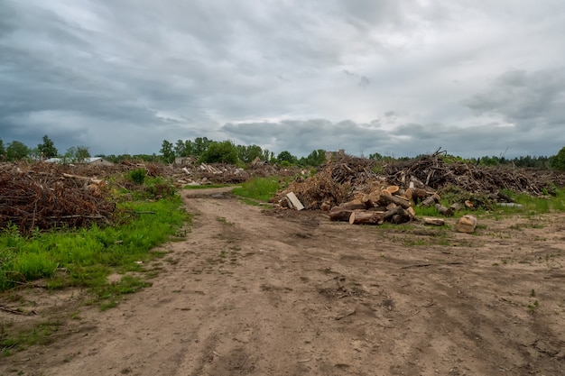 Tas de grumes de pin dans une scierie pour un traitement ultérieur. Une zone d'arbres abattus dispersés