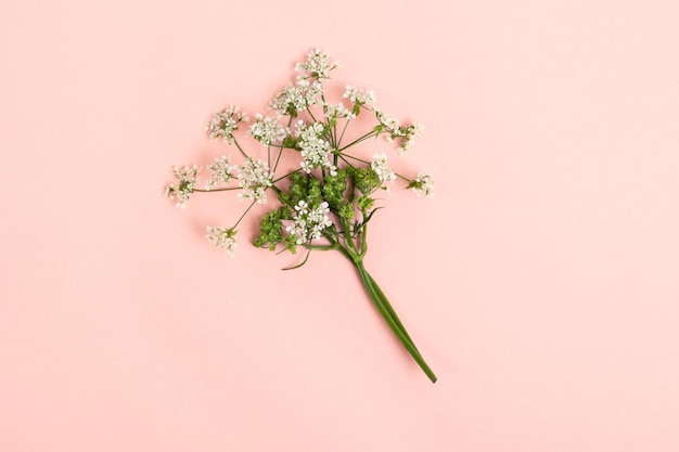 Un tas d'herbe à fleurs blanches sur fond rose