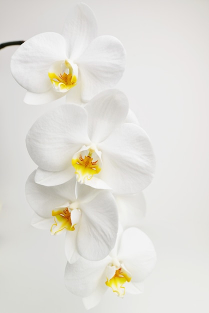 Tas de nombreuses fleurs d'orchidées tropicales blanches