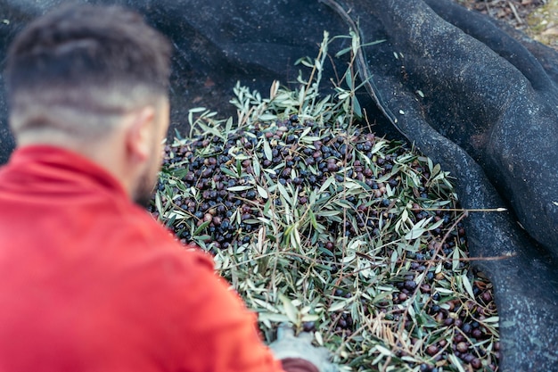 Tas d'olives mûres et de brindilles à l'intérieur d'un filet