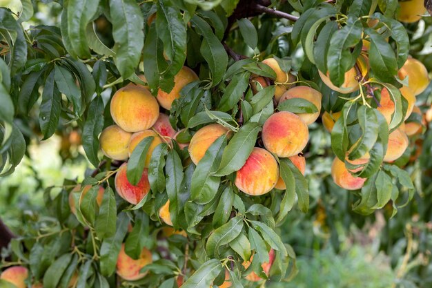 Un tas de pêches fraîches et mûres sur une branche d'arbre vue rapprochée