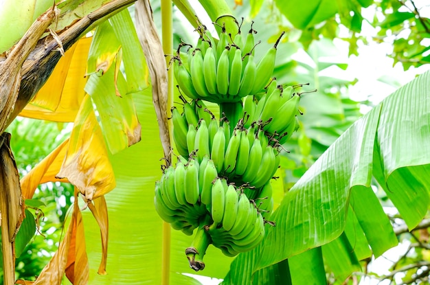 Un tas de petites bananes vertes sur un palmier