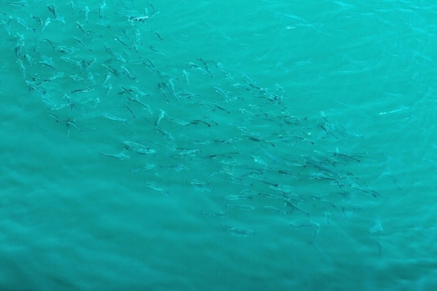 Un tas de poissons dans la mer Vue de dessus de l'espace de copie Texture