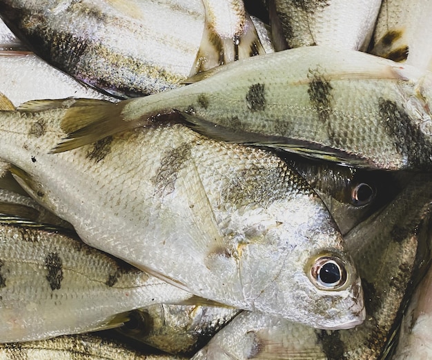 Photo un tas de poissons avec le mot poisson dessus