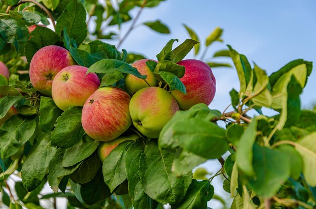 Un tas de pommes sur un arbre