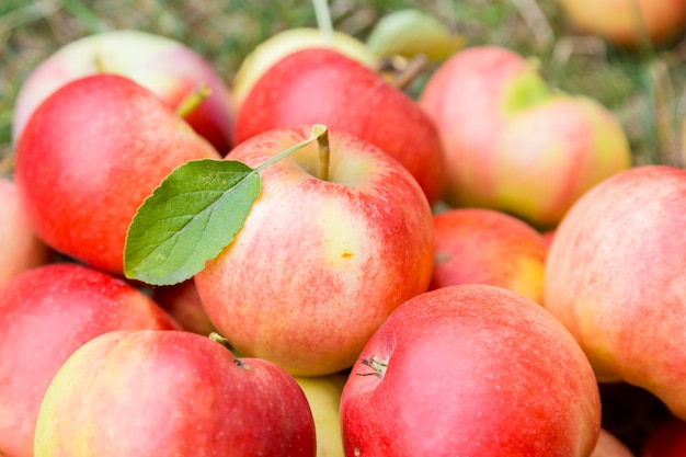 Un tas de pommes mûres sur un fond d'herbe