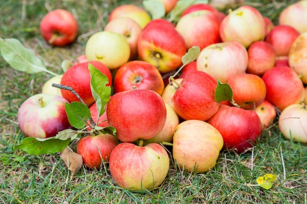 Un tas de pommes mûres sur un fond d'herbe