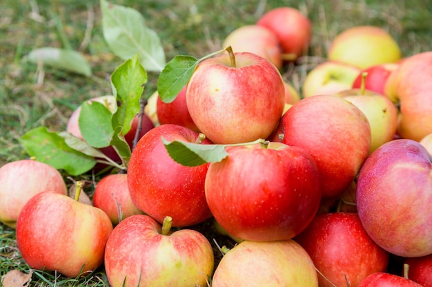 Un tas de pommes mûres sur un fond d'herbe