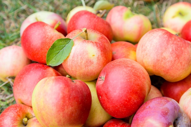 Un tas de pommes mûres sur une herbe