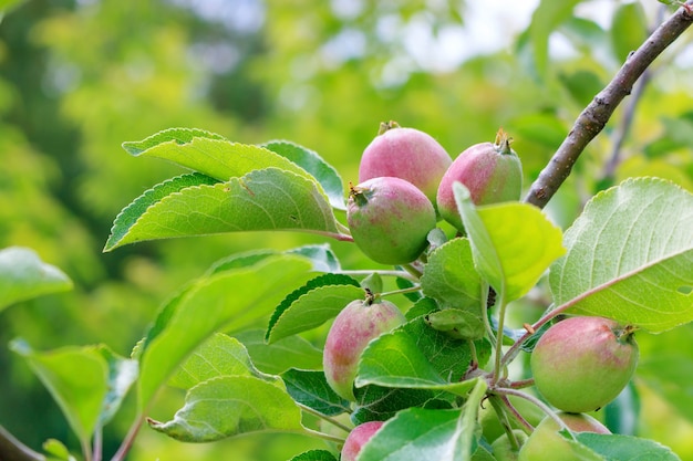 Tas de pommes non mûres sur une branche parmi les feuilles vertes