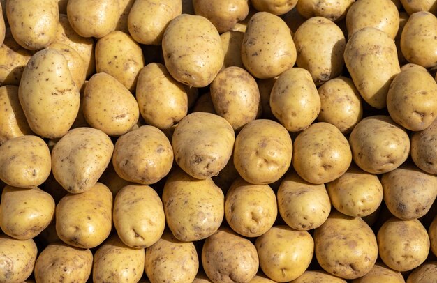 Photo un tas de pommes de terre blanches en vue du haut d'un cadre rempli de nourriture crue en arrière-plan