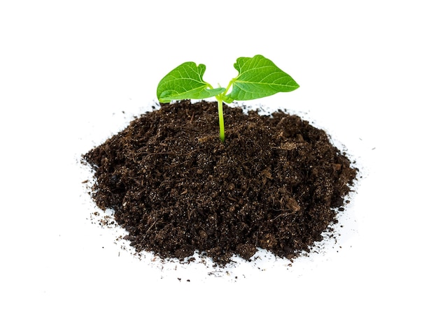 Tas de terre avec une pousse de plante verte isolée sur fond blanc