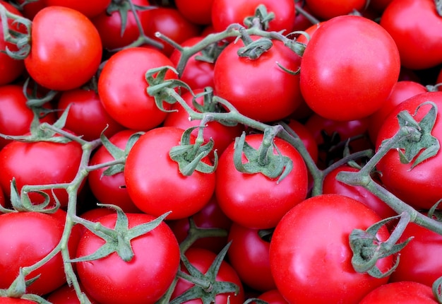 Tas de tomates mûres sur les branches