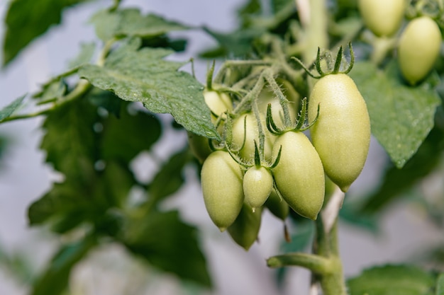 Tas de tomates vertes non mûres de forme ovale allongée dans la brousse.