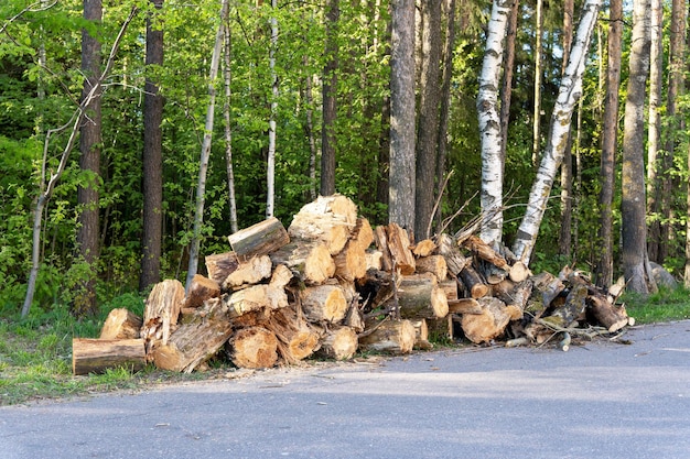 Un tas de troncs d'arbres sciés empilés sur le bord du parc