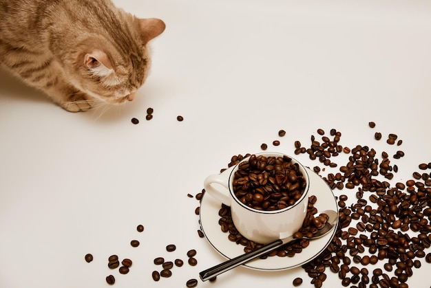 Une tasse blanche avec du café et un chat reniflant des grains de café