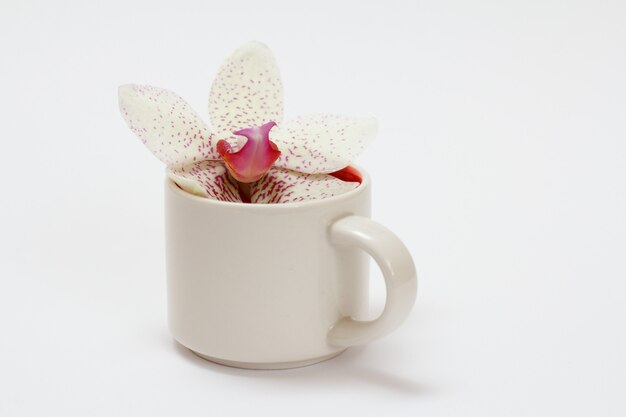 Tasse à café avec bouton de fleur d'orchidée sur fond blanc.