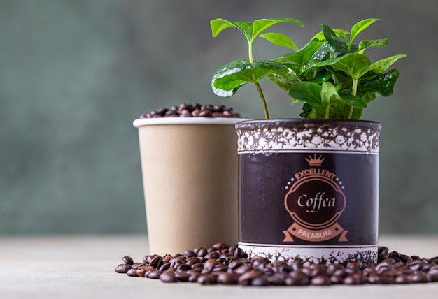 Tasse à café à emporter, caféier dans un pot et grains de café torréfiés. Concept de café.