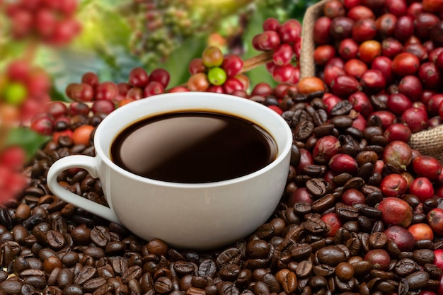 tasse de café à la ferme de café