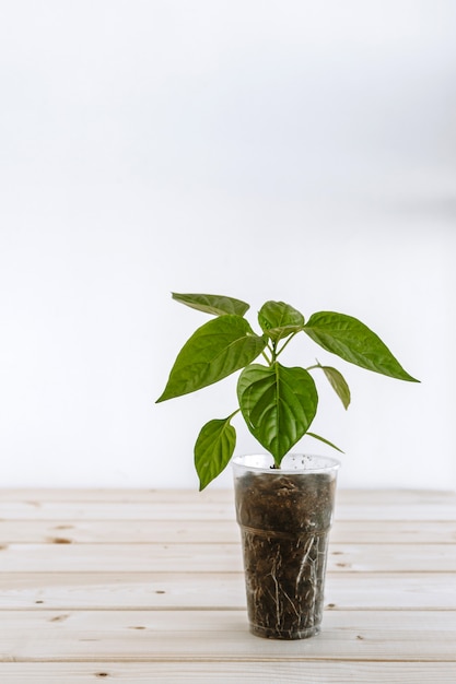 Une tasse en plastique avec de la terre dans laquelle il y a un jeune poivron vert pour les semis. Le verre avec la plante est situé sur une surface en bois