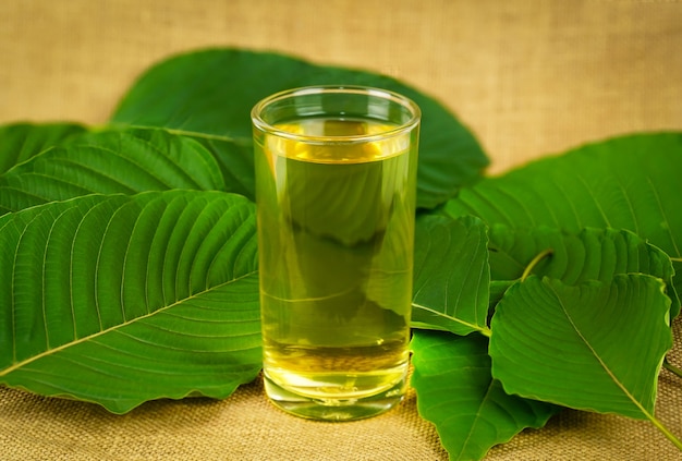 Une tasse de thé au kratom avec des feuilles de kratom fraîches Les feuilles de kratom de Mitragyna speciosa ont des avantages