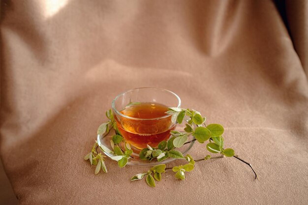 Tasse de thé en verre près de la fenêtre avec de jeunes branches vertes