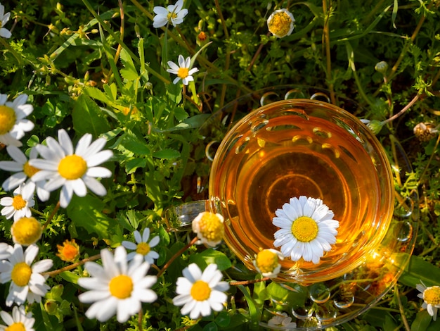 Tasse en verre avec thé à la camomille parmi les marguerites en fleurs dans les rayons du soleil couchant en Grèce