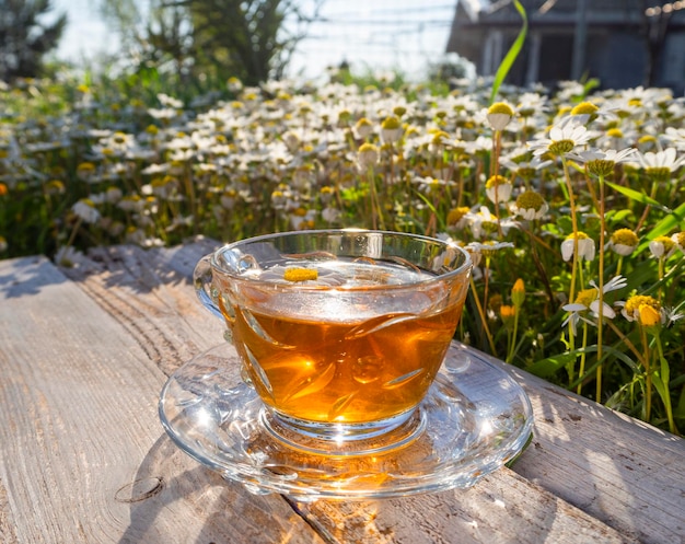 Tasse en verre avec thé à la camomille parmi les marguerites en fleurs dans les rayons du soleil couchant en Grèce