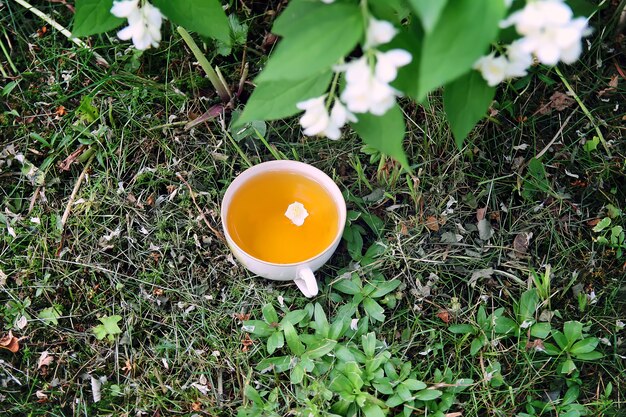 Tasse en verre de thé vert avec des fleurs de jasmin dans le jardin d'été avec une plante de jasmin en fleurs.