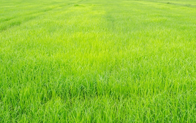 État frais sur fond de champ de riz vert flou