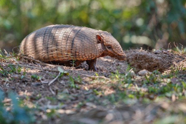 tatou dans l'habitat naturel de la forêt brésilienne