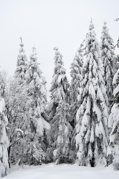 Tatras Vue sur la forêt d'hiver des Tatras enneigées des Tatras