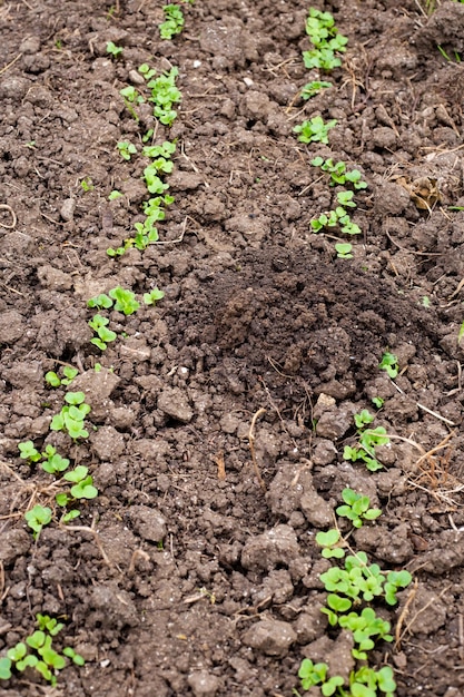 La taupe a creusé un trou dans le lit avec des semis d'un jeune radis Lutte contre les rongeurs dans le jardin