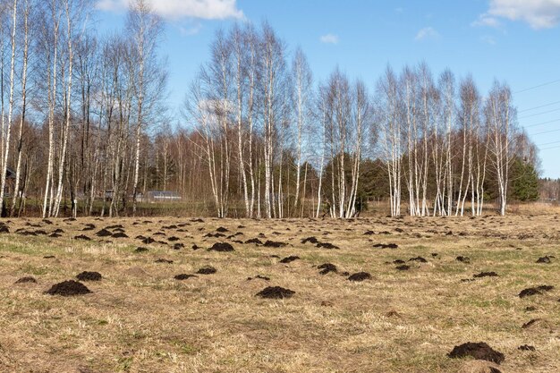 La taupe noire creuse sur l'herbe au printemps avec de petits bouleaux en arrière-plan