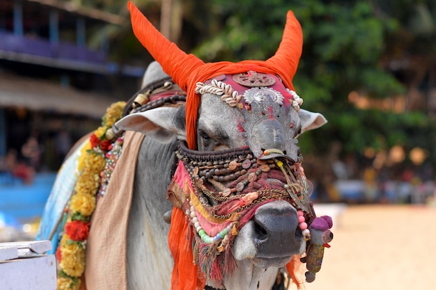 Taureau en accessoires indiens traditionnels