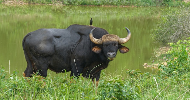 Taureau de bison noir en forêt.