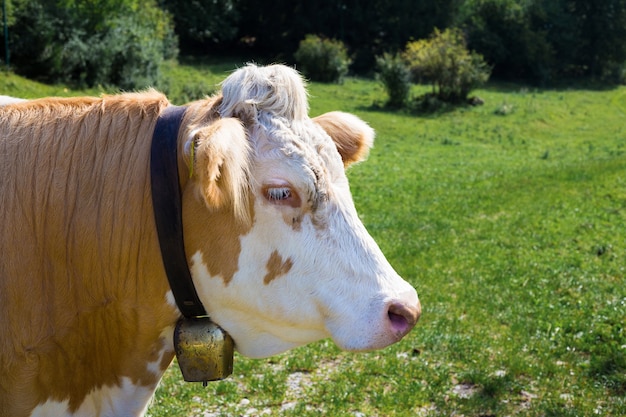 Taureau brun et blanc avec cloche en cuivre sur son cou sur fond de pâturage vert