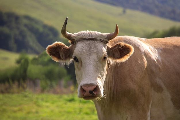 Taureau brun blanc paissant dans le pré à la recherche