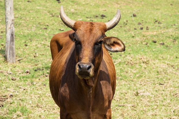 Taureau brun avec des cornes