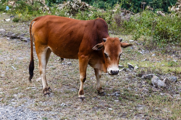 Taureau brun se dresse au bord de la route dans les montagnes