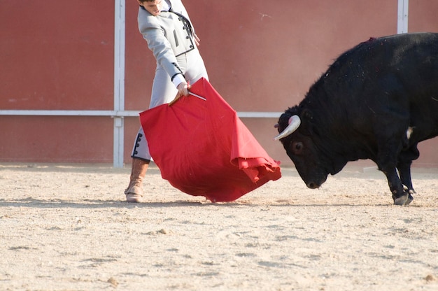 Taureau de combat