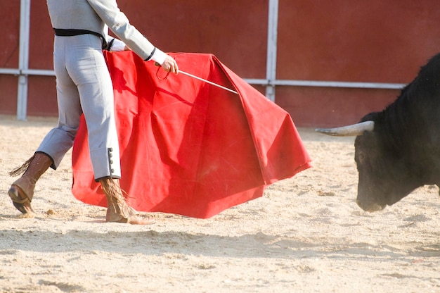 Taureau de combat