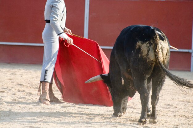 Taureau de combat