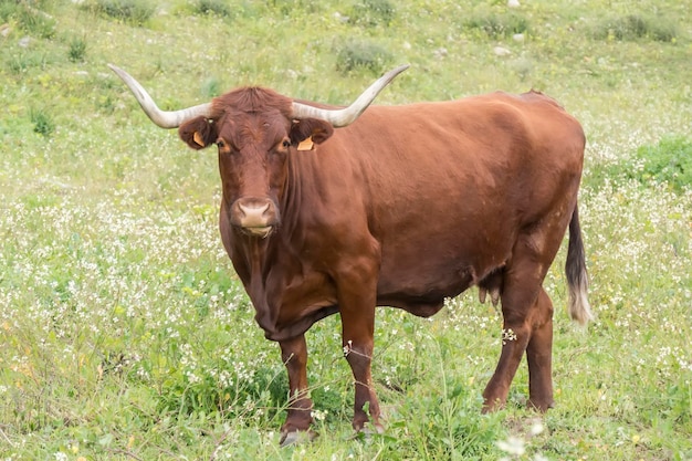 Taureau dans un pré fleuri