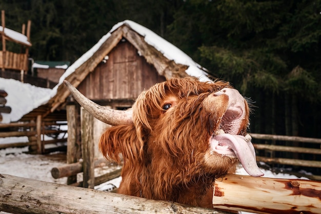 Taureau écossais poilu sorti sa langue derrière une clôture en bois