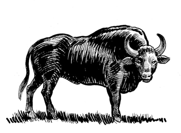 Un taureau est debout dans un champ et le mot buffalo est sur le devant.