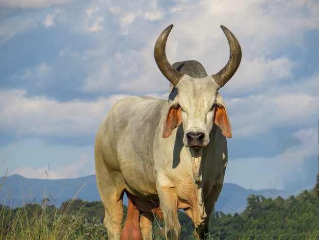 Le taureau Guzera a été la première race de bétail zébu à arriver au Brésil. fermer.