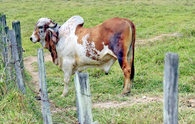 taureau impur de race Gir