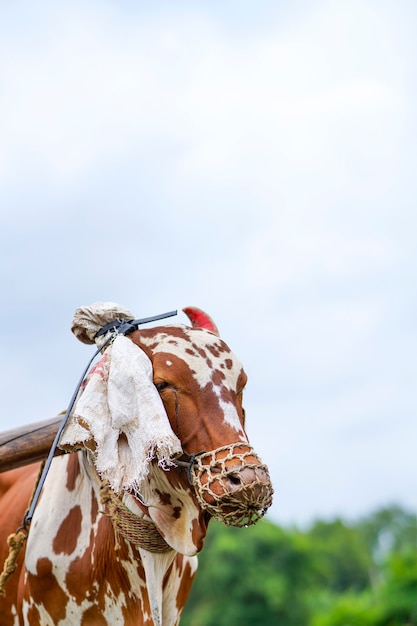 Taureau indien travaillant dans le domaine de l'agriculture