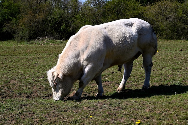 Un taureau mange de l'herbe dans un pré vert